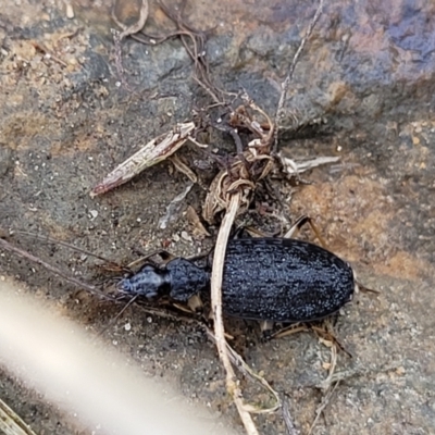 Homethes (genus) (Carab beetle) at O'Connor, ACT - 14 Jul 2023 by trevorpreston