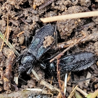 Peirates sp. (genus) (Yellow-spot Assassin Bug) at Black Mountain - 14 Jul 2023 by trevorpreston