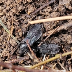 Peirates sp. (genus) at O'Connor, ACT - 14 Jul 2023 10:15 AM