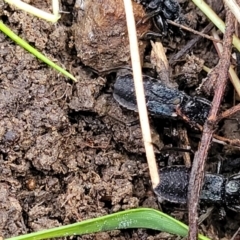 Peirates sp. (genus) at O'Connor, ACT - 14 Jul 2023