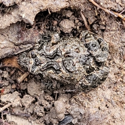 Crinia sp. (genus) (A froglet) at Black Mountain - 14 Jul 2023 by trevorpreston