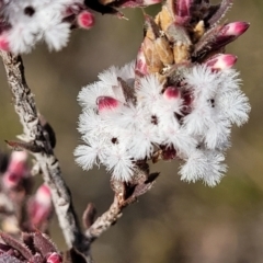 Leucopogon attenuatus (Small-leaved Beard Heath) at Black Mountain - 14 Jul 2023 by trevorpreston