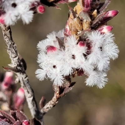 Leucopogon attenuatus (Small-leaved Beard Heath) at Black Mountain - 14 Jul 2023 by trevorpreston