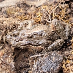 Crinia parinsignifera (Plains Froglet) at O'Connor, ACT - 14 Jul 2023 by trevorpreston