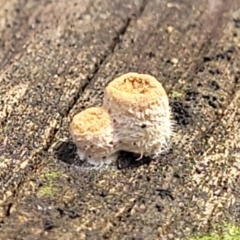 Nidula sp. (A bird's nest fungus) at Black Mountain - 14 Jul 2023 by trevorpreston
