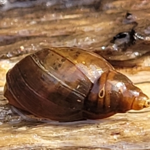 Glyptophysa novaehollandica at Bruce, ACT - 14 Jul 2023 10:06 AM