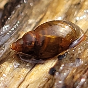 Glyptophysa novaehollandica at Bruce, ACT - 14 Jul 2023