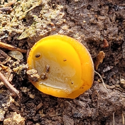 Aleurina ferruginea (Fleshy Cup Fungus) at Black Mountain - 14 Jul 2023 by trevorpreston