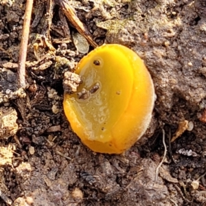 Aleurina ferruginea at Bruce, ACT - 14 Jul 2023 10:03 AM