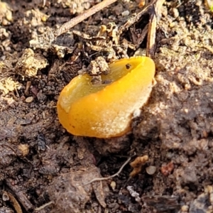 Aleurina ferruginea at Bruce, ACT - 14 Jul 2023 10:03 AM