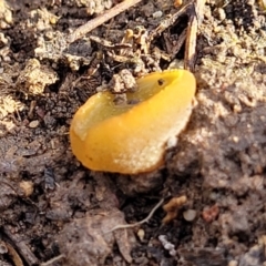 Aleurina ferruginea at Bruce, ACT - 14 Jul 2023 10:03 AM