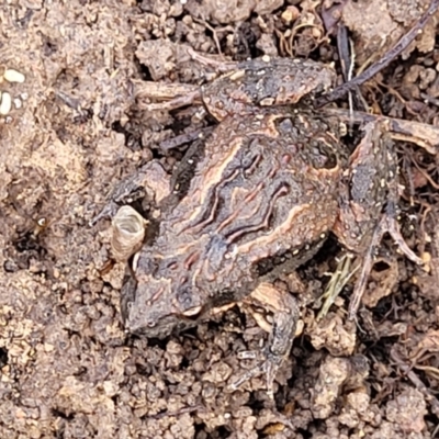 Crinia parinsignifera (Plains Froglet) at Black Mountain - 14 Jul 2023 by trevorpreston