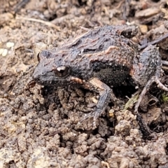 Crinia parinsignifera at Bruce, ACT - 14 Jul 2023