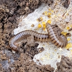 Juliformia sp. (superorder) (A Juliform millipede) at Black Mountain - 13 Jul 2023 by trevorpreston