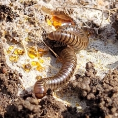 Juliformia sp. (superorder) at Bruce, ACT - 14 Jul 2023