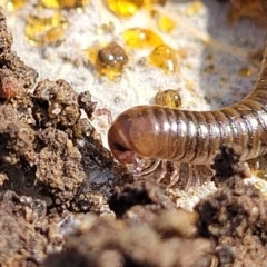 Juliformia sp. (superorder) at Bruce, ACT - 14 Jul 2023