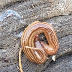 Fletchamia quinquelineata (Five-striped flatworm) at Bruce, ACT - 13 Jul 2023 by trevorpreston