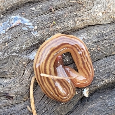 Fletchamia quinquelineata (Five-striped flatworm) at Black Mountain - 13 Jul 2023 by trevorpreston