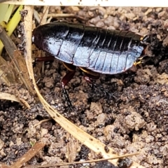 Platyzosteria similis (Red-legged litter runner) at Black Mountain - 13 Jul 2023 by trevorpreston