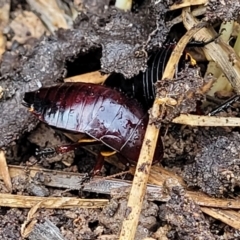 Platyzosteria similis at Bruce, ACT - 14 Jul 2023