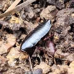 Platyzosteria similis at Bruce, ACT - 14 Jul 2023