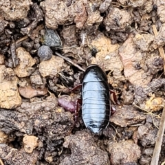 Platyzosteria similis at Bruce, ACT - 14 Jul 2023