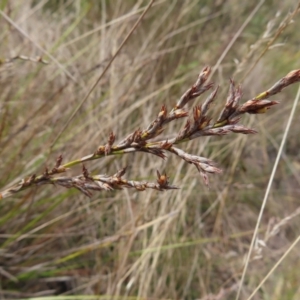 Lepidosperma laterale at Bombay, NSW - 14 Jul 2023 11:55 AM