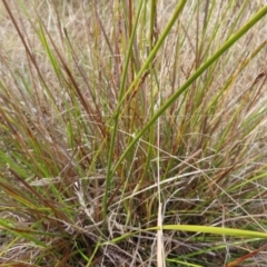 Lepidosperma laterale at Bombay, NSW - 14 Jul 2023 11:55 AM