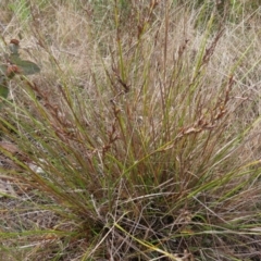 Lepidosperma laterale at Bombay, NSW - 14 Jul 2023