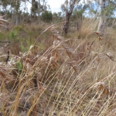Themeda triandra (Kangaroo Grass) at Bombay, NSW - 14 Jul 2023 by MatthewFrawley