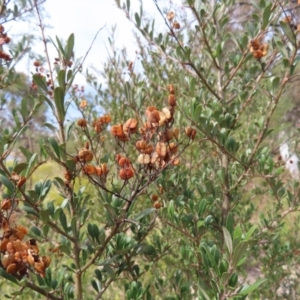 Bursaria spinosa subsp. lasiophylla at Bombay, NSW - 14 Jul 2023