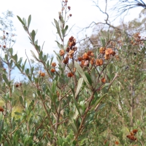 Bursaria spinosa subsp. lasiophylla at Bombay, NSW - 14 Jul 2023