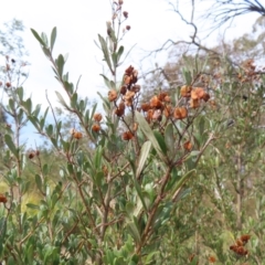Bursaria spinosa subsp. lasiophylla at Bombay, NSW - 14 Jul 2023