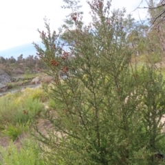 Bursaria spinosa subsp. lasiophylla at Bombay, NSW - 14 Jul 2023