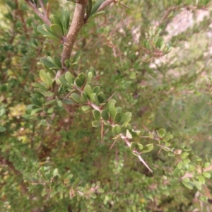 Bursaria spinosa subsp. lasiophylla at Bombay, NSW - 14 Jul 2023