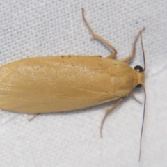 Eilema plana (Little White Lichen Moth) at Sheldon, QLD - 23 Mar 2007 by PJH123