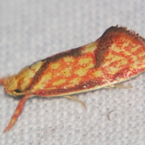 Crepidosceles chryserythra at Sheldon, QLD - suppressed