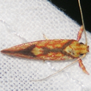 Crepidosceles chryserythra at Sheldon, QLD - suppressed