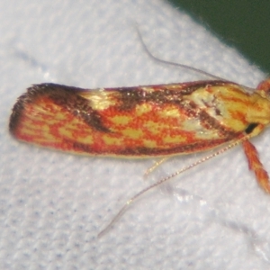 Crepidosceles chryserythra at Sheldon, QLD - suppressed