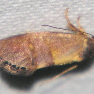 Eupselia (genus) (A Gelechioid moth (Hypertrophidae)) at Sheldon, QLD - 23 Mar 2007 by PJH123