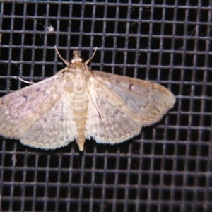 Herpetogramma licarsisalis at Sheldon, QLD - 23 Mar 2007