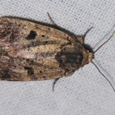 Thoracolopha (genus) (A Noctuid moth) at Sheldon, QLD - 23 Mar 2007 by PJH123