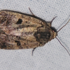 Thoracolopha (genus) (A Noctuid moth) at Sheldon, QLD - 23 Mar 2007 by PJH123