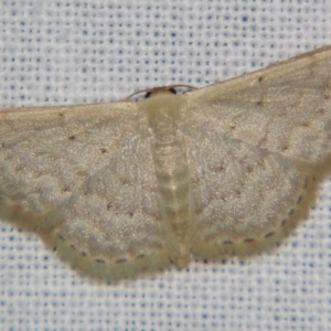 Idaea philocosma at Sheldon, QLD - suppressed