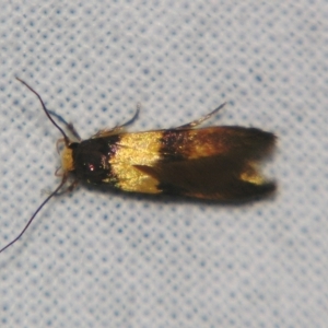 Enchronista proximella at Sheldon, QLD - suppressed
