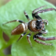 Opisthoncus nigrofemoratus (Black-thighed jumper) at City Renewal Authority Area - 14 Jul 2023 by Hejor1