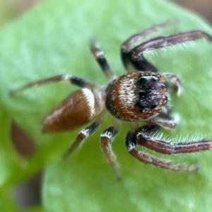 Opisthoncus nigrofemoratus at Canberra, ACT - 14 Jul 2023 02:24 PM