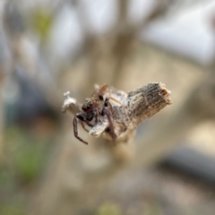 Opisthoncus nigrofemoratus at Canberra, ACT - 14 Jul 2023 02:24 PM