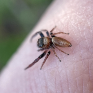 Opisthoncus nigrofemoratus at Canberra, ACT - 14 Jul 2023 02:24 PM