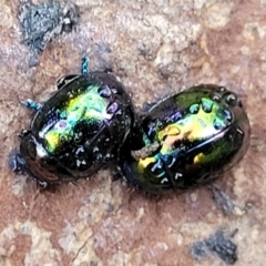 Callidemum hypochalceum (Hop-bush leaf beetle) at Lower Cotter Catchment - 14 Jul 2023 by trevorpreston